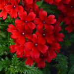 Verbena Vera Scarlet Eye